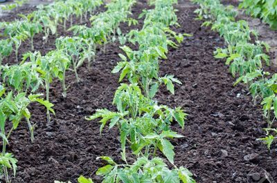 miche-ya-nyanya-iliyohamishiwa-shambani