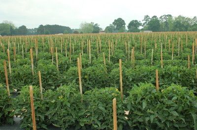 miti-iliyosimikwa-kwenye-shamba-la-nyanya