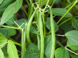 Maharage-yenye-mapodo