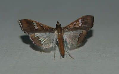 Wadudu-hatari-wa-maharage