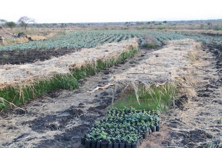 Kitalu cha miche ya mbogamboga