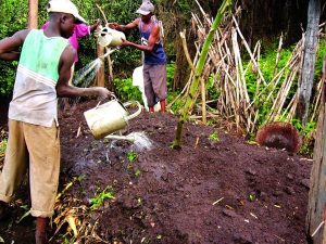 Kumwagilia mbolea vunde [mboji]