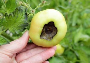 nyanya-imeoza-kitako