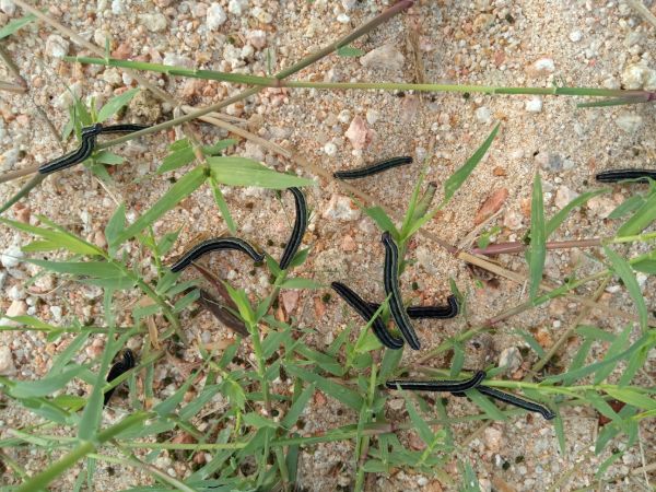 Viwavijeshi vamizi wakishambulia mbudu (ukoka)