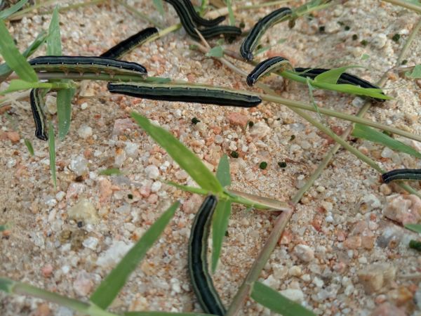 viwavi jeshi kwenye mbudu (ukoka)