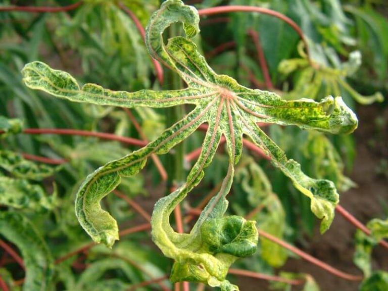 magonjwa-ya-mihogo-batobato