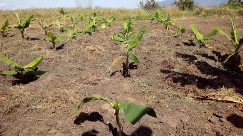 Jinsi ya kupanda migomba