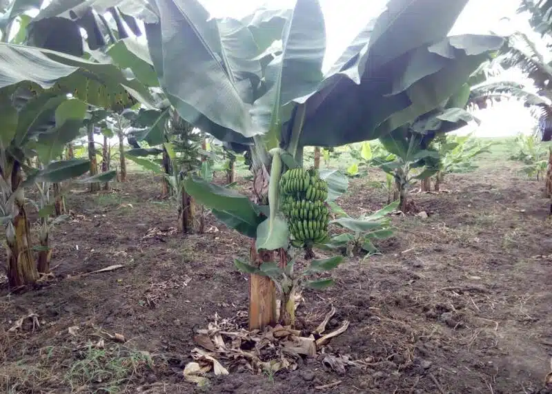 Mkungu wa ndizi kwenye mgomba