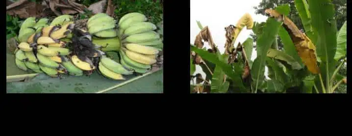 Ugonjwa wa mnyauko bakteria wa migomba