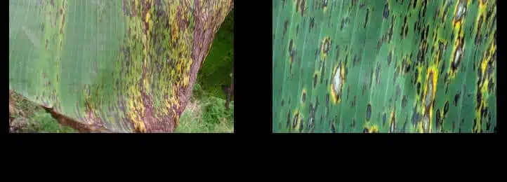 Ugonjwa wa sigatoka nyeusi ya migomba