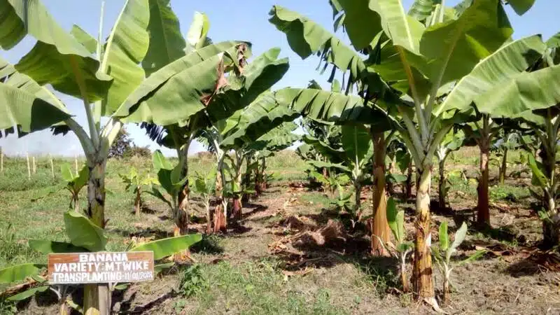 Shamba la migomba linalotunzwa vizuri
