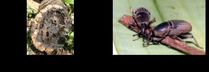 Vikongomwa wa migomba