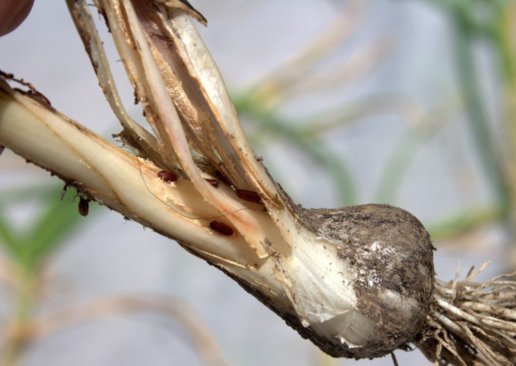 garlic leafminer pupae