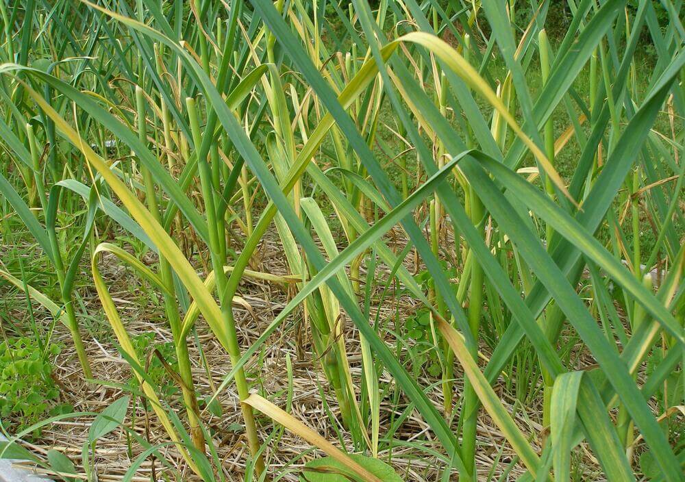 garlic white rot on leaves