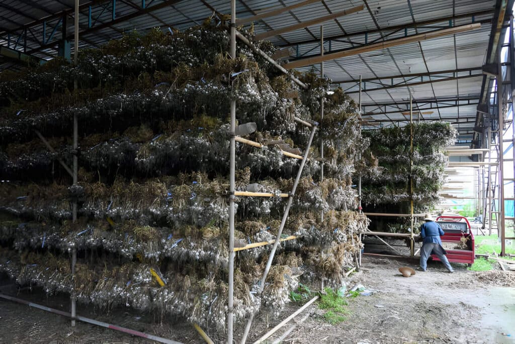 ghala maalum la kukaushia vitunguu saumu