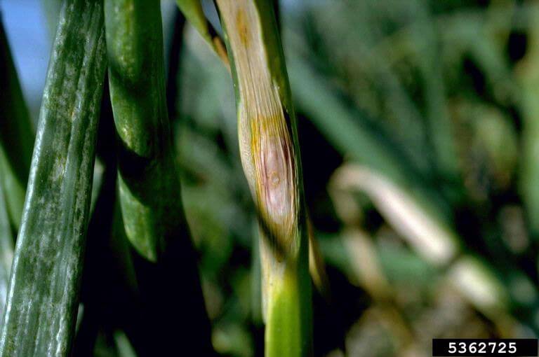 purple blotch on garlic