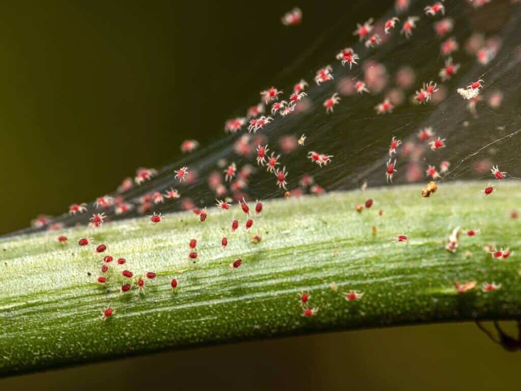 red spider mite tetranychidae