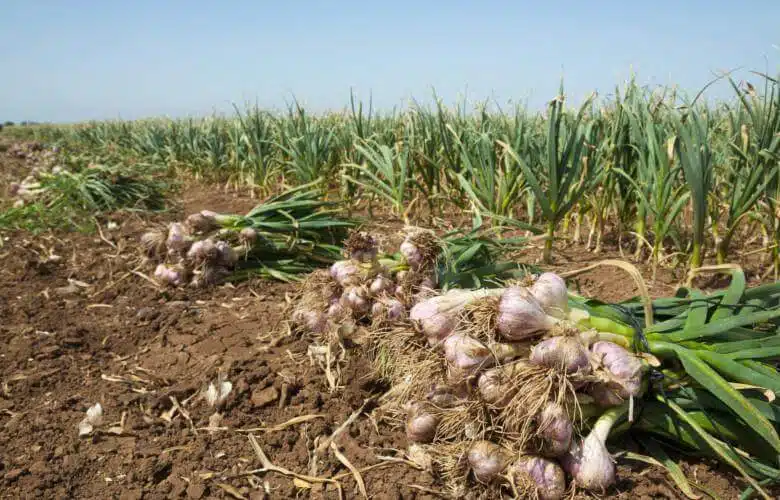 Kilimo Cha Vitunguu Saumu Tanzania Uzalishaji Masoko Na Faida