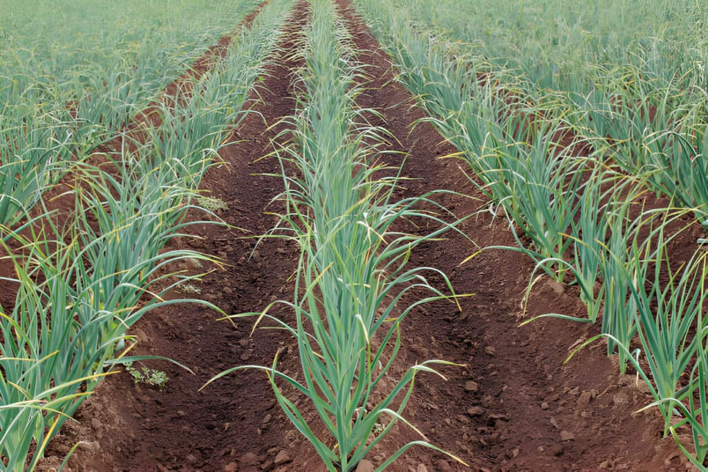 shamba la vitunguu saumu vilivyostawi