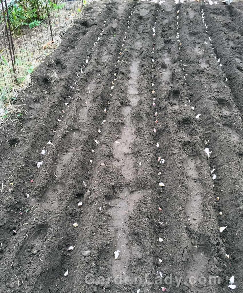 upandaji wa vitunguu saumu bustanini