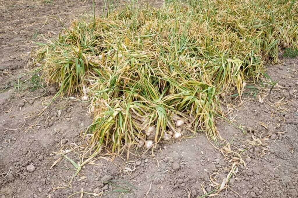 vitunguu saumu vinakaushwa shambani