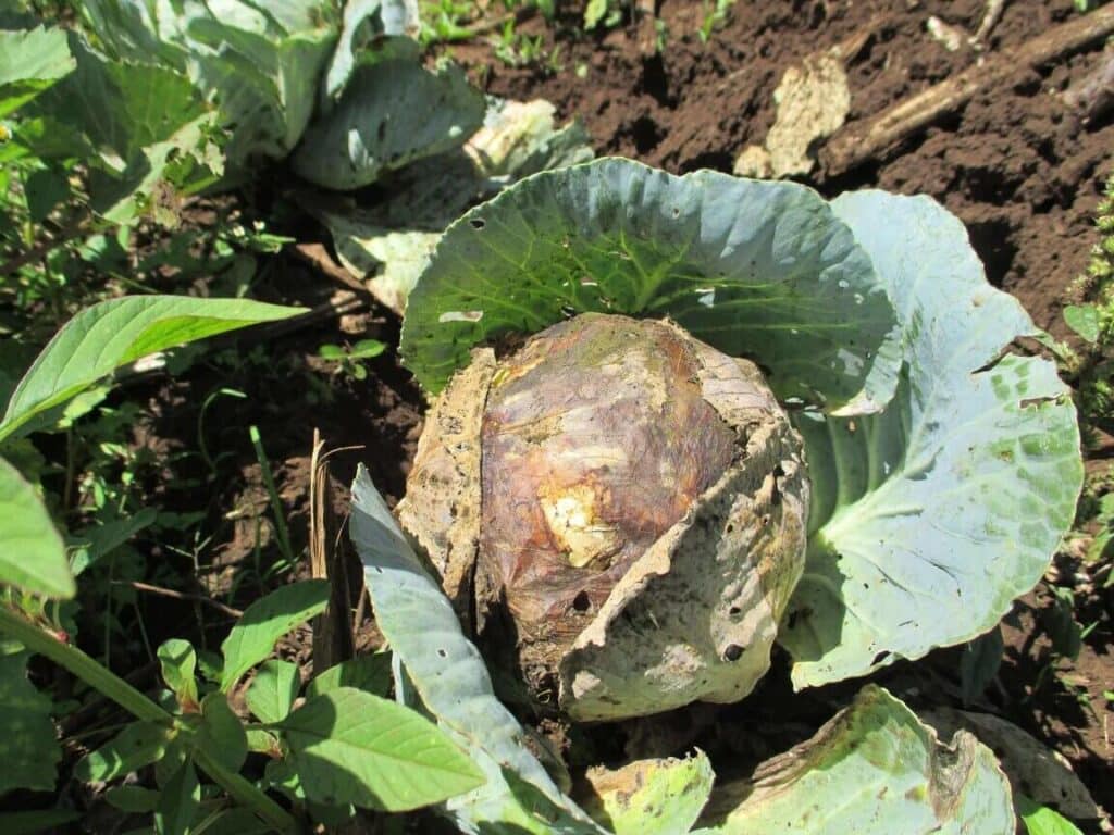 black rot on cabbage