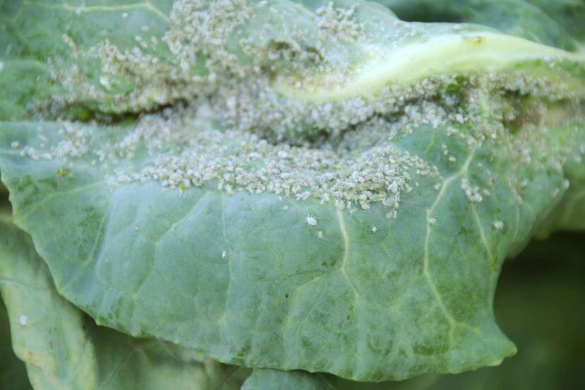 cabbage aphids