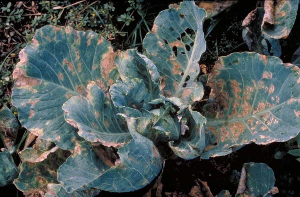 cabbage downy mildew