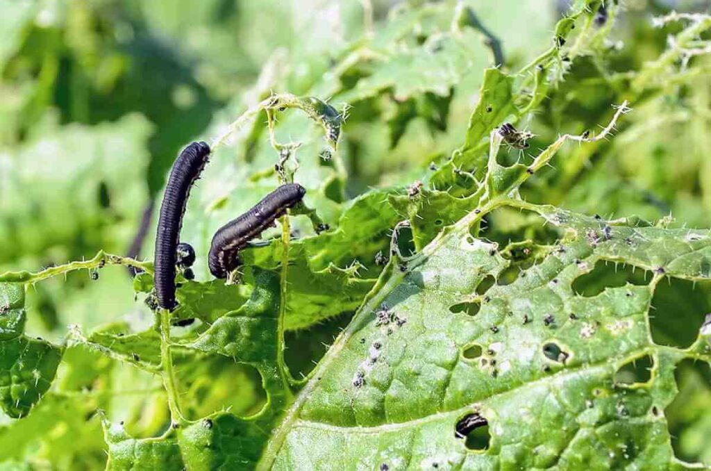 cabbage sawflies