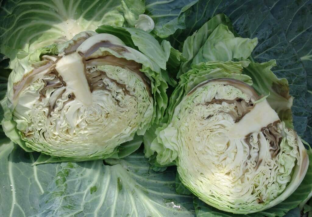cabbage soft rot