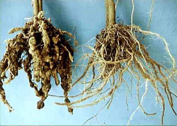 root knot nematodes