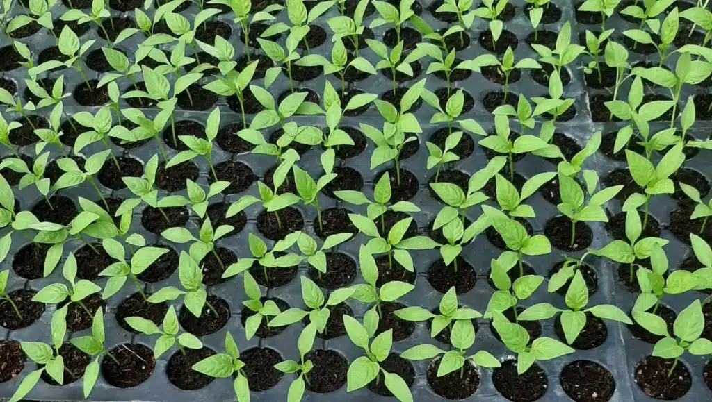 mbegu zenye afya za pilipili mwendokasi mbegu ya ypilipili mwendokasi iliyooteshwa kwenye trei