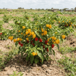 shamba-la-pilipili-mwendokasi-zilizokomaa