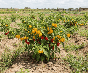 shamba-la-pilipili-mwendokasi-zilizokomaa
